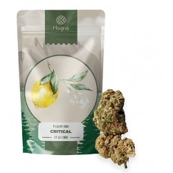 Critical CBD flower (17.2%): the fruity plant