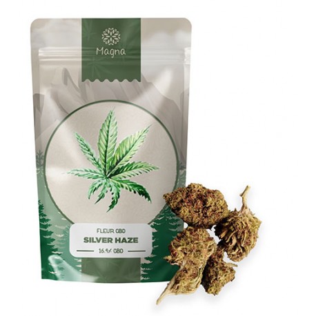 CBD Silver Haze Blume 18,3%.