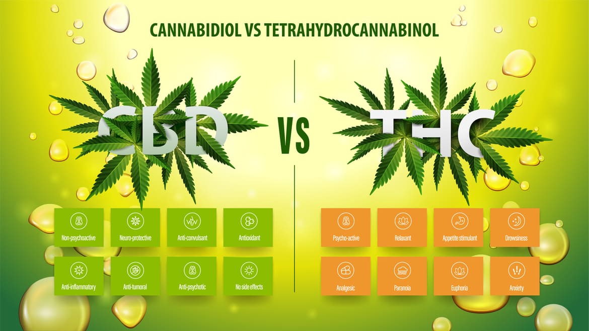 Was sind die Wirkungen von THC und CBD?