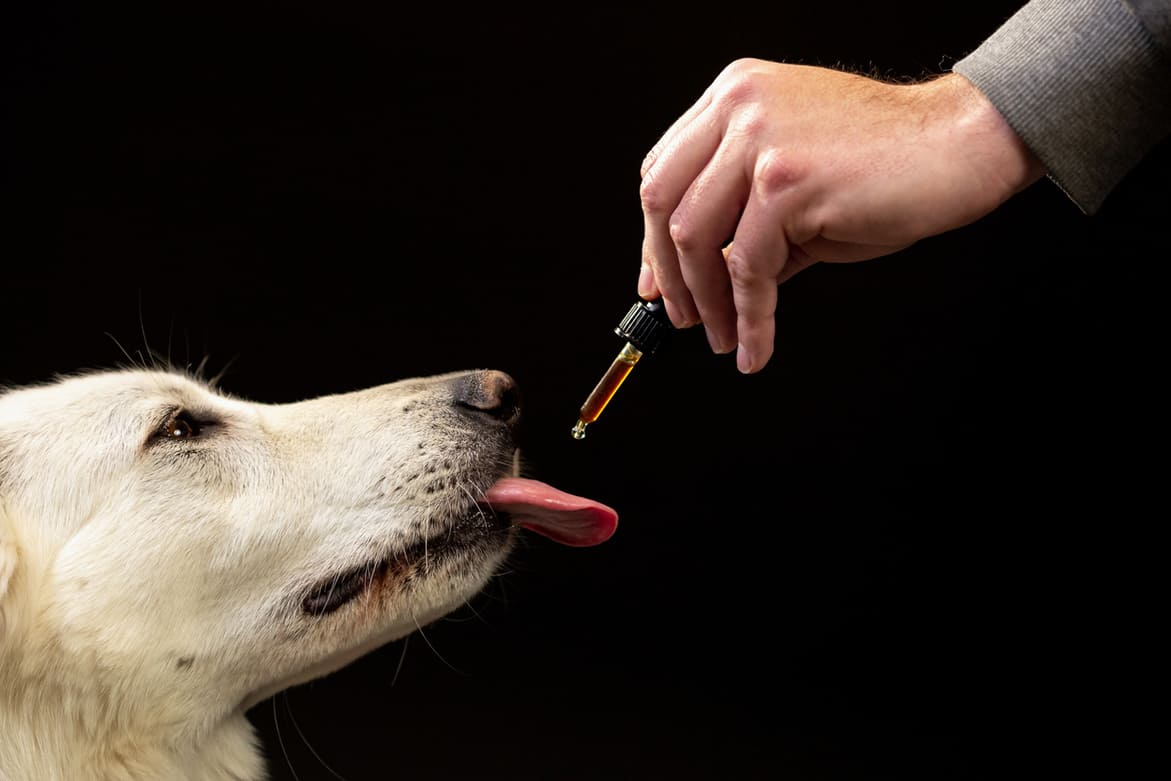 Welche CBD-basierten Produkte für Hunde verwenden?