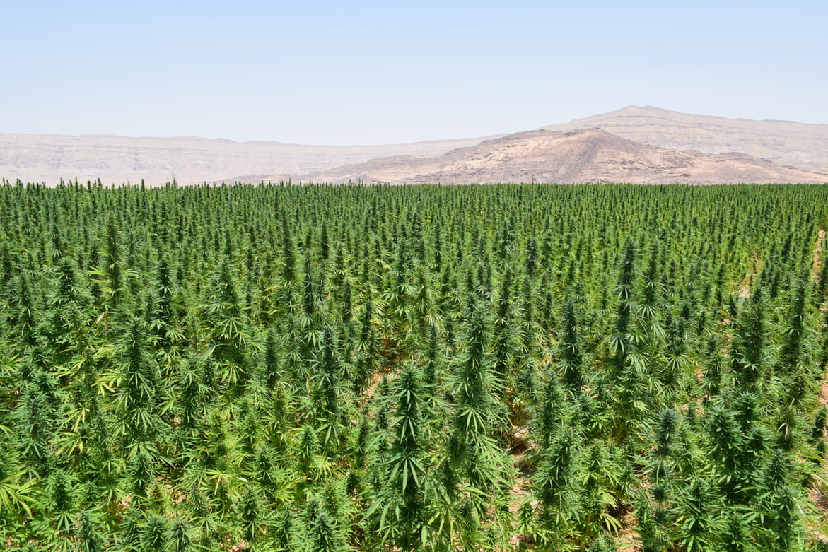 How important is hemp in Morocco?