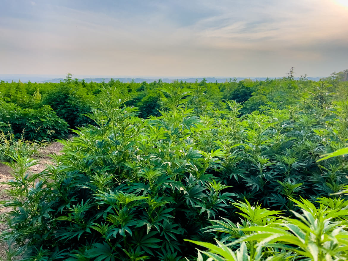 Choosing land for CBD growing